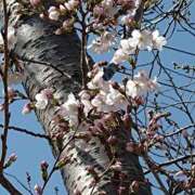 ヒメ日記 2026/03/30 14:01 投稿 みかん 熟女家 十三店