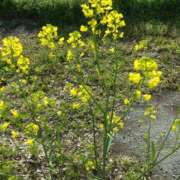 ヒメ日記 2026/04/06 15:05 投稿 みかん 熟女家 十三店