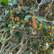 ヒメ日記 2025/09/08 16:36 投稿 くるみ ぽっちゃり巨乳素人専門横浜関内伊勢佐木町ちゃんこ