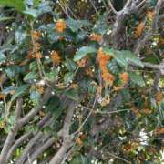 ヒメ日記 2025/09/08 16:33 投稿 くるみ 新横浜ちゃんこ