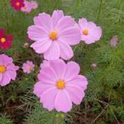 ヒメ日記 2025/11/17 09:56 投稿 りこ ギン妻パラダイス 堺東店