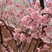 ヒメ日記 2026/04/01 11:26 投稿 りこ ギン妻パラダイス 堺東店