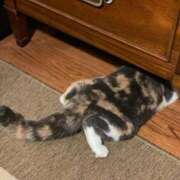 ヒメ日記 2026/01/18 12:37 投稿 ななせ 桃李（とうり）