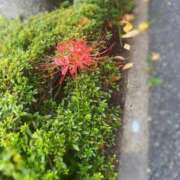 ヒメ日記 2025/10/02 09:35 投稿 いおり 出会い系人妻ネットワーク 五反田～品川編