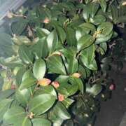 ヒメ日記 2025/12/09 08:39 投稿 いおり 出会い系人妻ネットワーク 上野〜大塚編