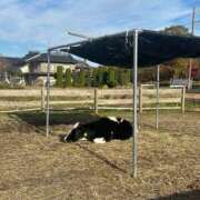 ヒメ日記 2025/11/18 18:25 投稿 いぶ 恍惚大阪店