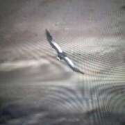 ヒメ日記 2026/01/14 02:20 投稿 色香美沙 五十路マダムエクスプレス横浜店（カサブランカグループ）