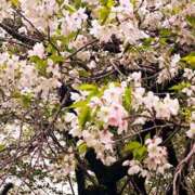 れんか だんだん‥ 奥様はエンジェル　立川店