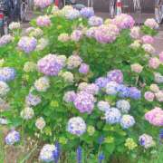 ヒメ日記 2026/05/26 19:14 投稿 靖子（やすこ） 東金人妻花壇