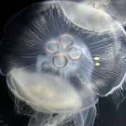 ヒメ日記 2025/09/19 01:24 投稿 瑠華（るか） NOA（ノア）