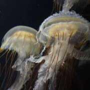 瑠華（るか） おやすみぃ NOA（ノア）