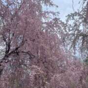 ヒメ日記 2025/11/06 23:46 投稿 月島このみ ABC 岩手ソープ