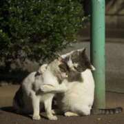 ヒメ日記 2026/02/12 18:01 投稿 月島このみ ABC 岩手ソープ