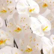 ヒメ日記 2026/01/28 16:04 投稿 Miyu 濃密バブルSPA VIP