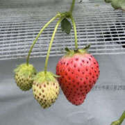 ヒメ日記 2026/03/22 17:25 投稿 かおる YESグループ　華女