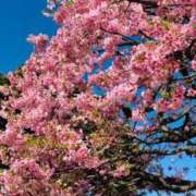 ヒメ日記 2026/04/03 15:55 投稿 ひびき 熟女の風俗最終章 錦糸町店