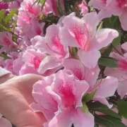 ヒメ日記 2026/04/19 14:26 投稿 みずき 木更津人妻花壇