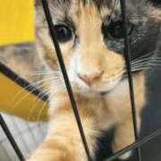 ヒメ日記 2025/10/25 00:59 投稿 もみじ 奥様プリモ