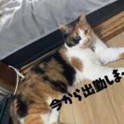 ヒメ日記 2025/10/29 14:39 投稿 もみじ 奥様プリモ