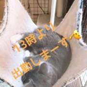 ヒメ日記 2025/11/07 11:09 投稿 もみじ 奥様プリモ