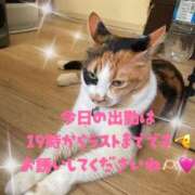 ヒメ日記 2025/12/16 15:09 投稿 もみじ 奥様プリモ