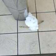 ヒメ日記 2026/02/08 13:57 投稿 望月みあ【ニューハーフ】 フェアリー【都城店】