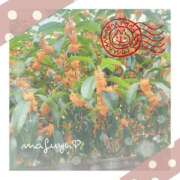 ヒメ日記 2025/11/07 07:17 投稿 まふゆ 熟女家 堺東店