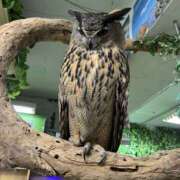 ヒメ日記 2026/01/27 11:00 投稿 みぃ 花影（かえい）