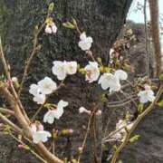 ヒメ日記 2026/03/25 12:10 投稿 みぃ 花影（かえい）