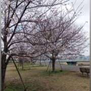 ヒメ日記 2026/03/28 14:42 投稿 みぃ 花影（かえい）