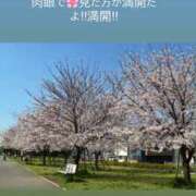 ヒメ日記 2026/04/03 19:17 投稿 みぃ 花影（かえい）