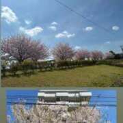 ヒメ日記 2026/04/06 12:59 投稿 みぃ 花影（かえい）