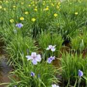 ヒメ日記 2026/05/26 15:55 投稿 みぃ 花影（かえい）