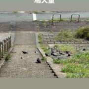ヒメ日記 2026/09/17 13:23 投稿 みぃ 花影（かえい）