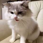 ヒメ日記 2025/11/22 01:32 投稿 ちゃちゃ りんくう泉佐野ちゃんこ