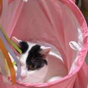 ヒメ日記 2025/11/25 00:12 投稿 ちゃちゃ りんくう泉佐野ちゃんこ