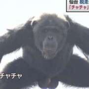 ヒメ日記 2025/12/20 22:32 投稿 ちゃちゃ りんくう泉佐野ちゃんこ