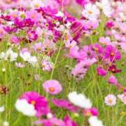 ゆう『Hカップ』 ゆっくりお待ちしてますね🌸 ぽよぽよランド