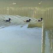 ヒメ日記 2025/10/20 17:39 投稿 こゆき 京都祇園・南インターちゃんこ
