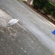 ヒメ日記 2025/10/26 11:07 投稿 こゆき 京都祇園・南インターちゃんこ