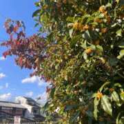 ヒメ日記 2025/11/01 14:24 投稿 こゆき 京都祇園・南インターちゃんこ