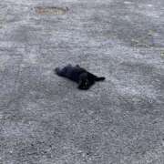 ヒメ日記 2025/11/10 01:52 投稿 こゆき 京都祇園・南インターちゃんこ