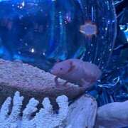 ヒメ日記 2025/12/25 19:15 投稿 こゆき 京都祇園・南インターちゃんこ