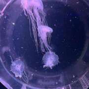 ヒメ日記 2025/12/27 17:08 投稿 こゆき 京都祇園・南インターちゃんこ