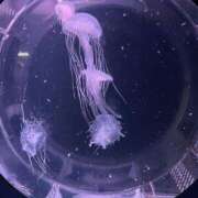 ヒメ日記 2026/03/06 12:30 投稿 こゆき 京都祇園・南インターちゃんこ