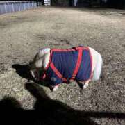 ヒメ日記 2025/12/16 10:10 投稿 ゆり 奥鉄オクテツ東京店（デリヘル市場）