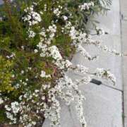 ヒメ日記 2026/03/13 07:24 投稿 さき 清楚