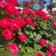 ヒメ日記 2025/09/23 19:13 投稿 桜木　いちか タッチVIP