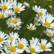 ヒメ日記 2025/11/27 00:48 投稿 桜木　いちか タッチVIP