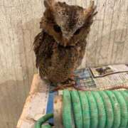 石川るな 癒し♡ セレブショップ新宿（東京ハレ系）